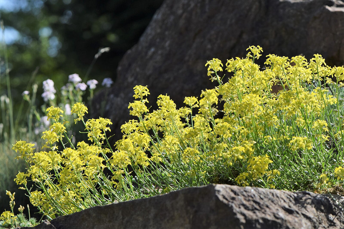 Erysimum pulchellum | mustard wallflower