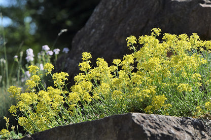 Erysimum pulchellum | mustard wallflower