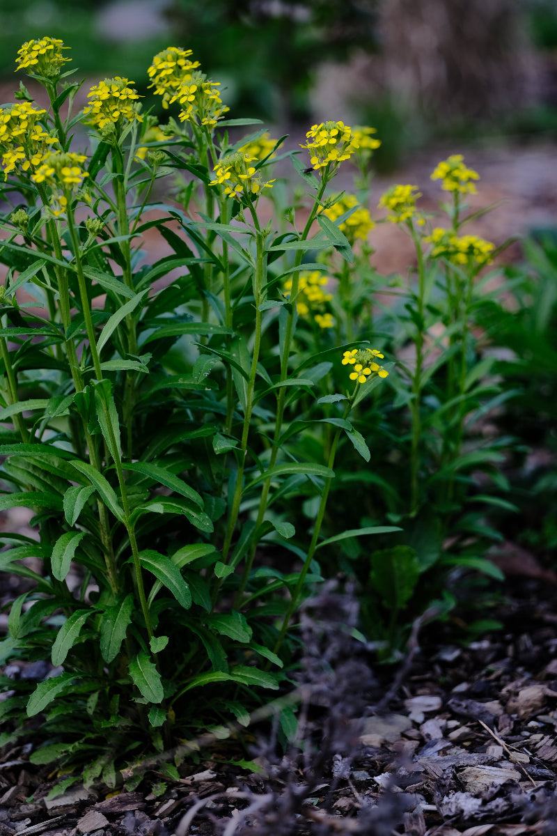 Erysimum hungaricum | wallflower blooming at The Old Dairy Nursery