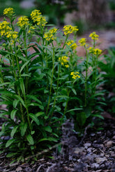 Erysimum hungaricum | wallflower blooming at The Old Dairy Nursery