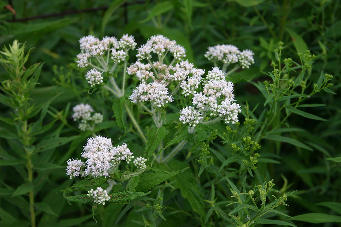 A cluster of white Eupatorium perfoliatum flowers, commonly known as boneset, setagainst green foliage.
