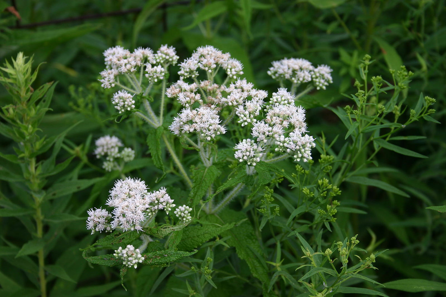 A cluster of white Eupatorium perfoliatum flowers, commonly known as boneset, setagainst green foliage.