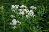 A cluster of white Eupatorium perfoliatum flowers, commonly known as boneset, setagainst green foliage.