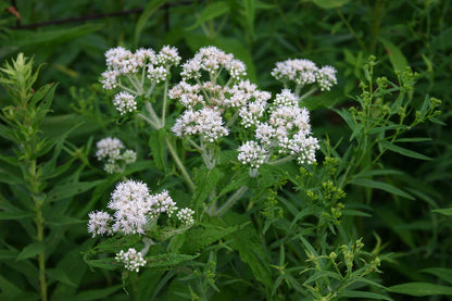 A cluster of white Eupatorium perfoliatum flowers, commonly known as boneset, setagainst green foliage.