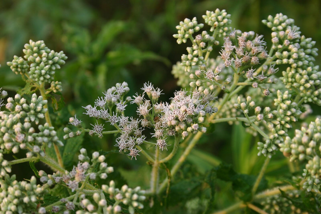 A cluster of white Eupatorium perfoliatum flowers, commonly known as boneset, against a blurred green garden background.