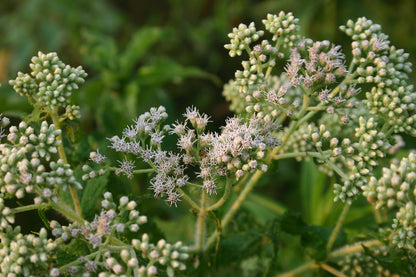 A cluster of white Eupatorium perfoliatum flowers, commonly known as boneset, against a blurred green garden background.