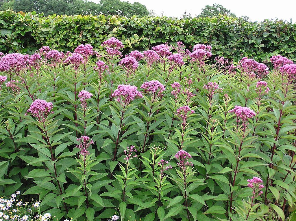 Eupatorium purpureum (Purple Joe-Pye weed)