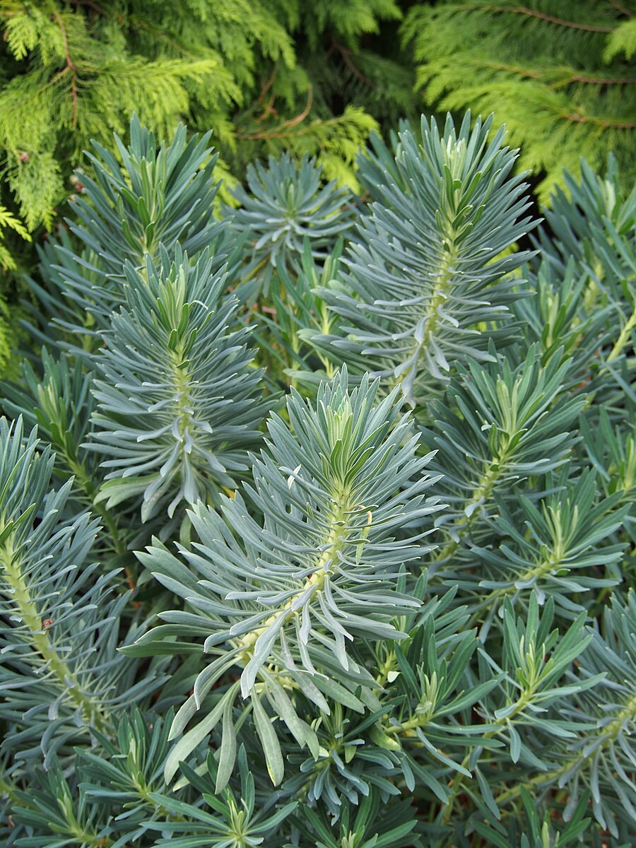 Euphorbia characias ssp. wulfenii | Mediterranean spurge