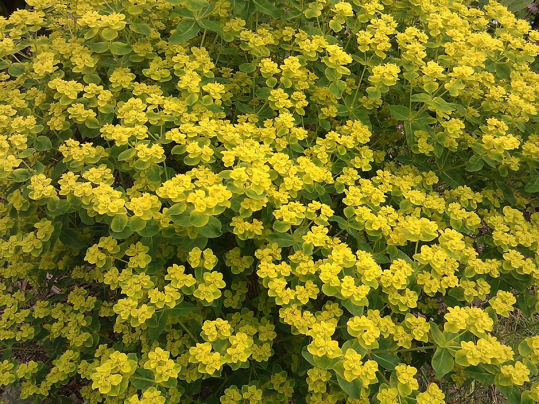 Euphorbia corallioides (coral spurge)