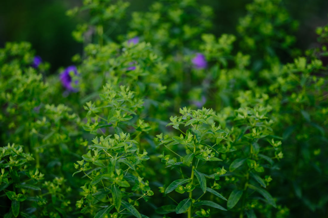 Euphorbia corallioides | coral spurge