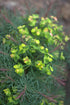 Euphorbia cyparissias (Cypress spurge) flowers