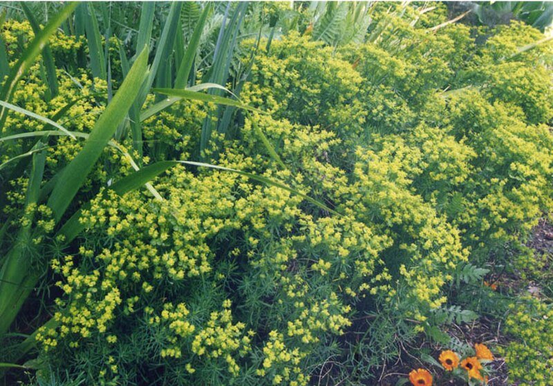 Euphorbia cyparissias (Cypress spurge) in the garden