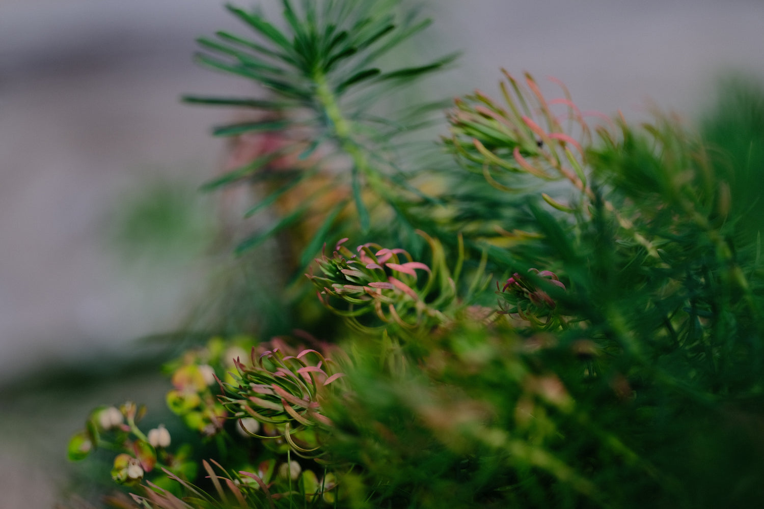 Euphorbia cyparissias (Cypress spurge) pink tipped fall foliage