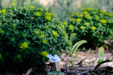 Euphorbia epithymoides (polychroma) | cushion spurge in the garden