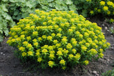 Euphorbia epithymoides (cushion spurge) in bloom