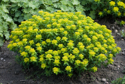 Euphorbia epithymoides (cushion spurge) in bloom