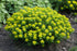 Euphorbia epithymoides (cushion spurge) in bloom