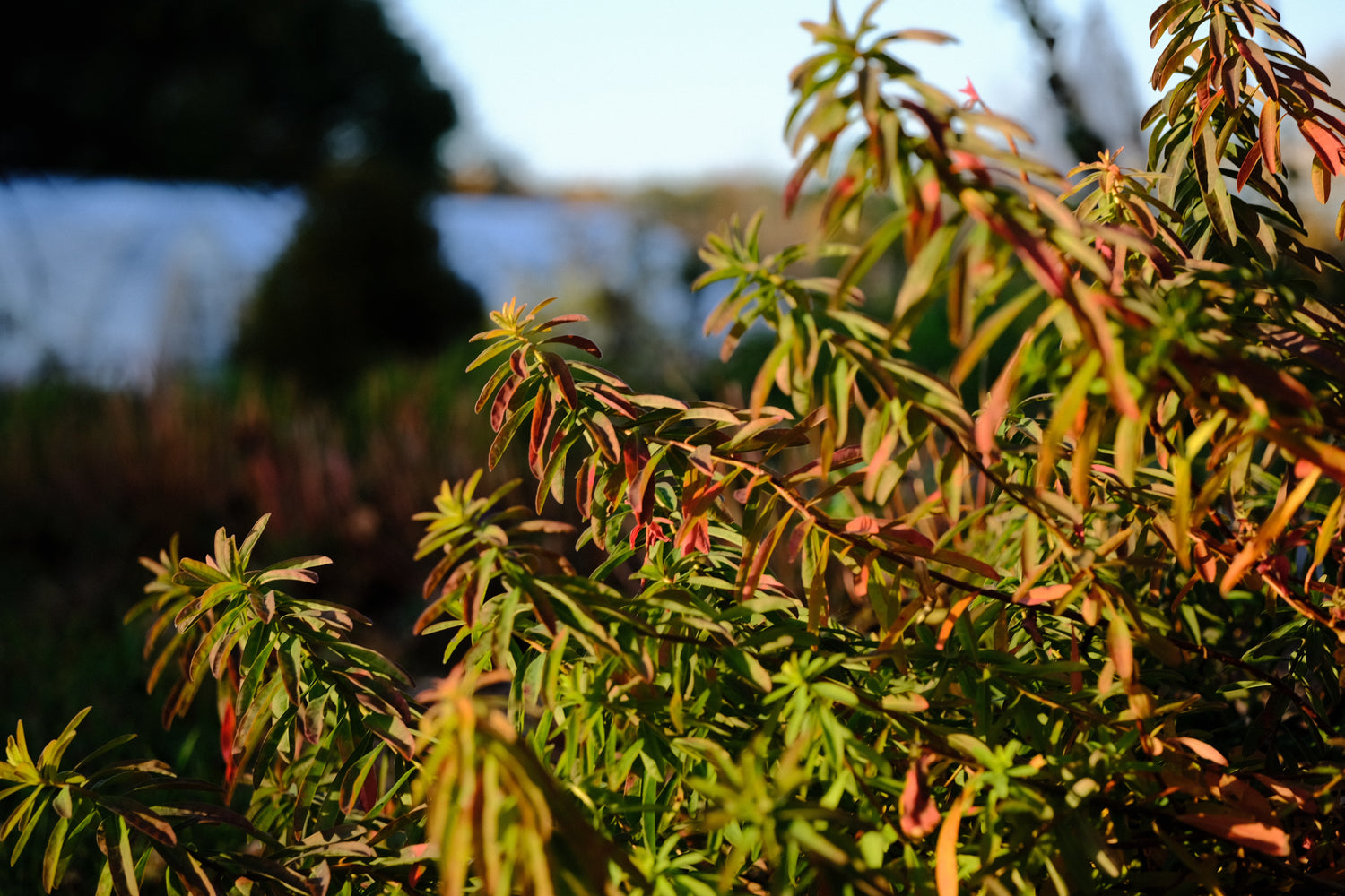 Euphorbia epithymoides (polychroma) colorful fall foliage