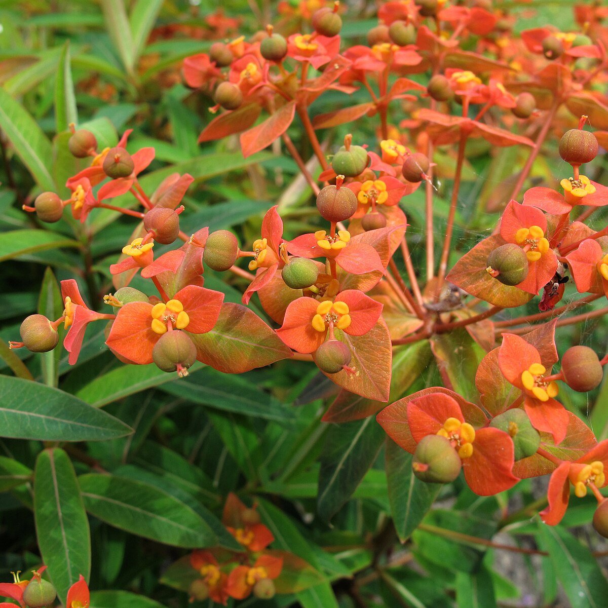 Euphorbia griffithii (Griffith&