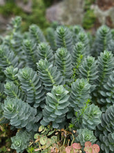 Euphorbia myrsinites (myrtle spurge) foliage