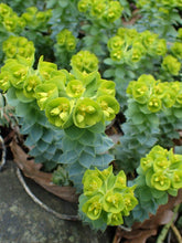 Euphorbia myrsinites (myrtle spurge) in pot