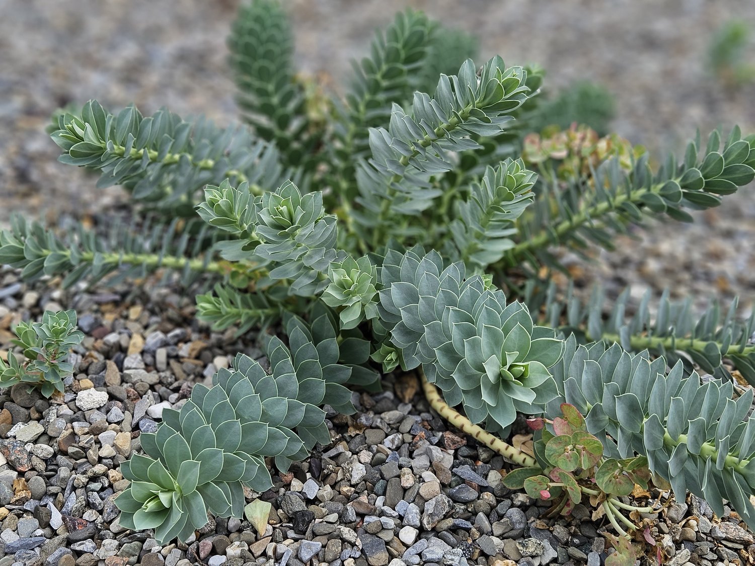 Euphorbia myrsinites (myrtle spurge) mature form