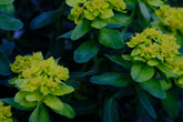 Euphorbia epithymoides (polychroma) | cushion spurge spring flowers