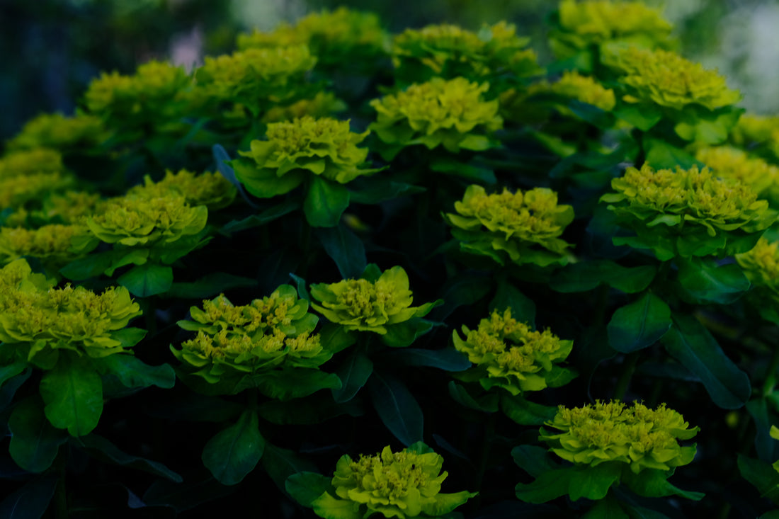 Euphorbia epithymoides (polychroma) | cushion spurge chartreuse flowers in spring