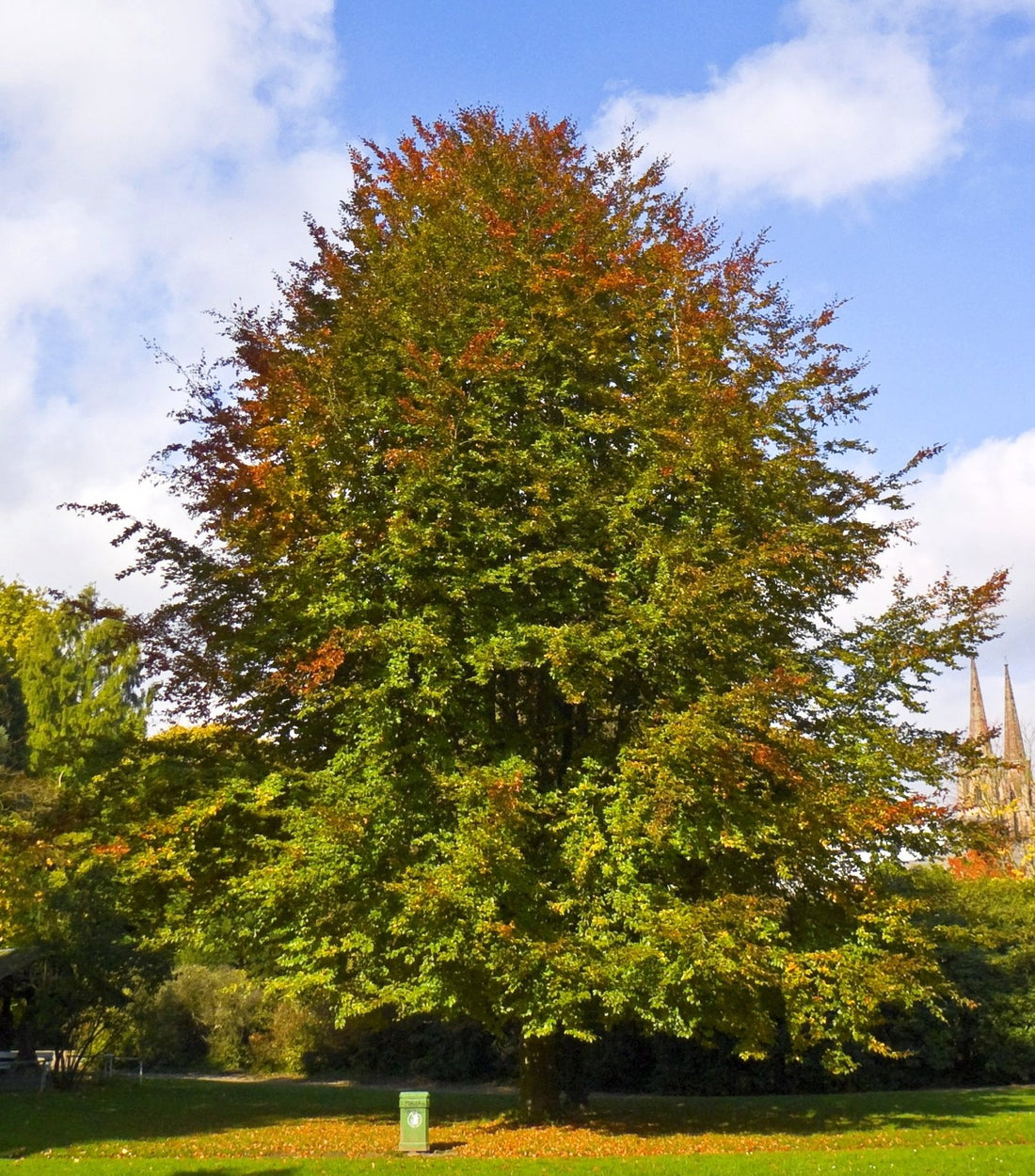 Fagus sylvatica (European beech) mature form