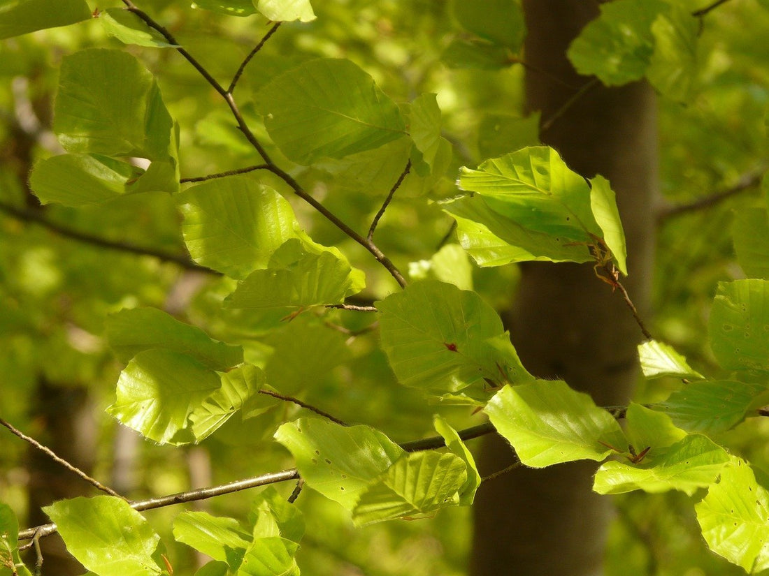 Fagus sylvatica (European beech) foliage