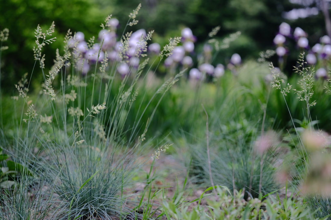 Festuca glauca &