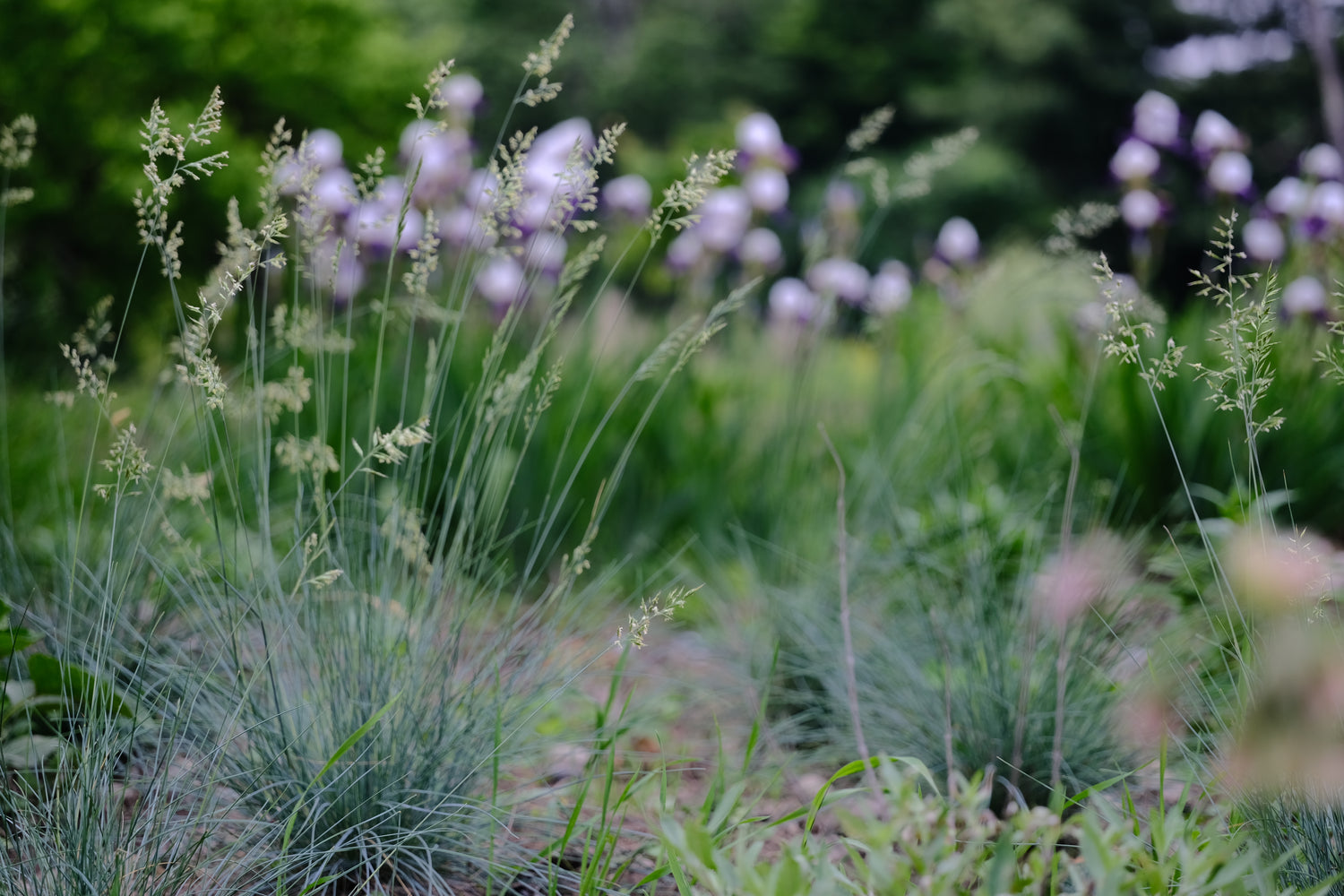 Festuca glauca &