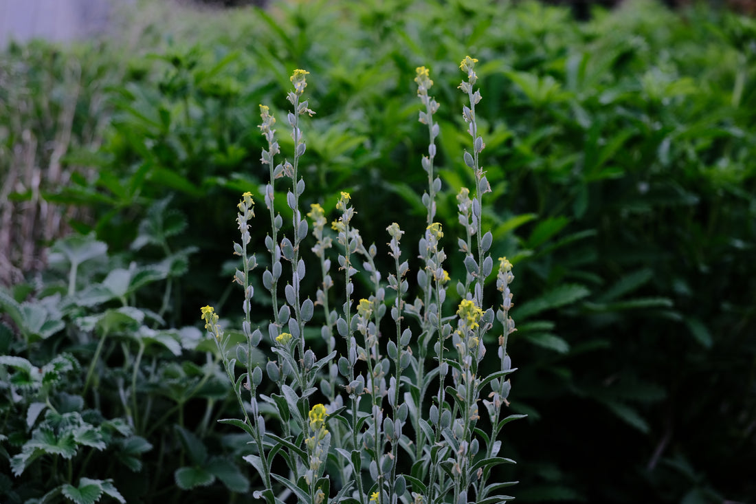 Fibigia clypeata (roman shields) developing seed pods at The Old Dairy Nursery in May