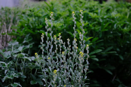 Fibigia clypeata (roman shields) developing seed pods at The Old Dairy Nursery in May