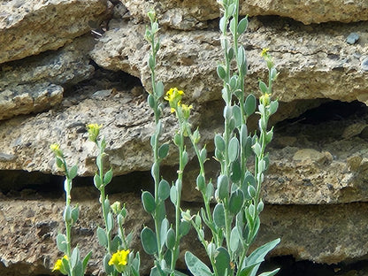 Fibigia clypeata (Roman shields)