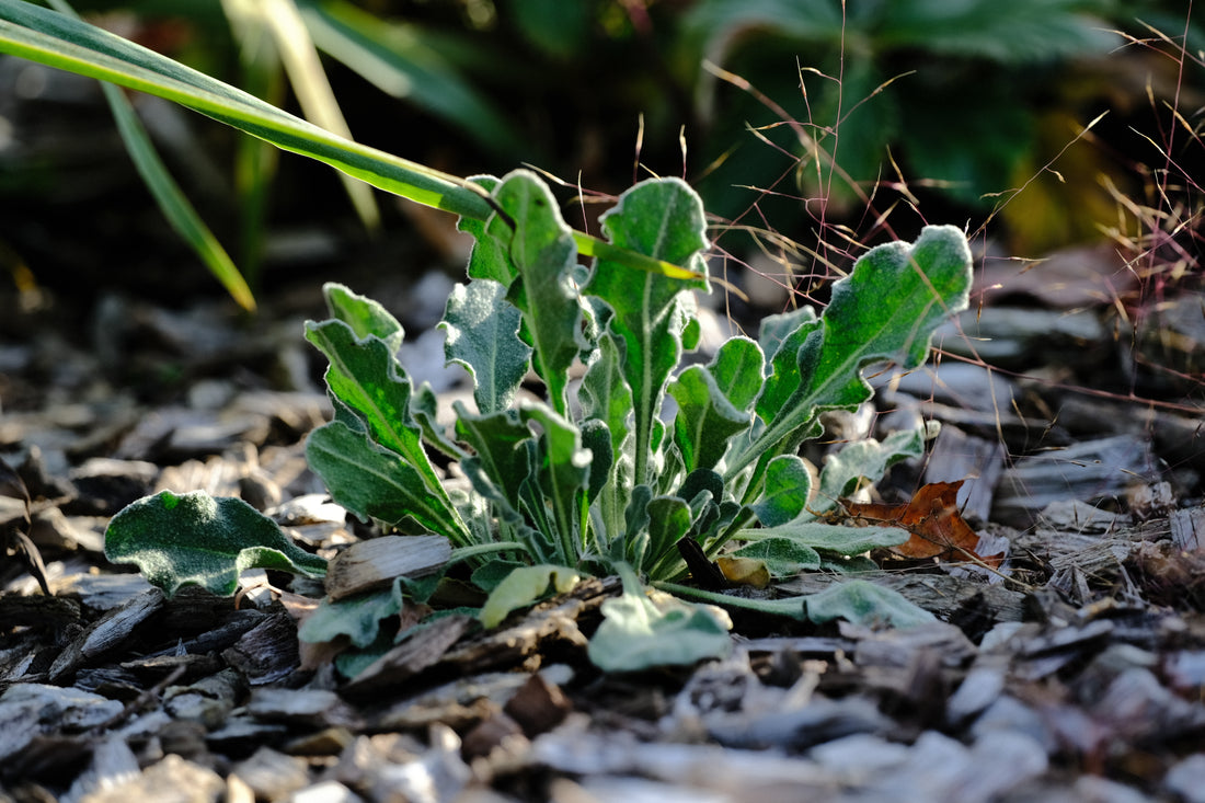 Fibigia clypeata (Roman shields) first year foliage rosette