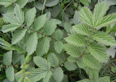 Filipendula ulmaria (queen of the meadow) foliage