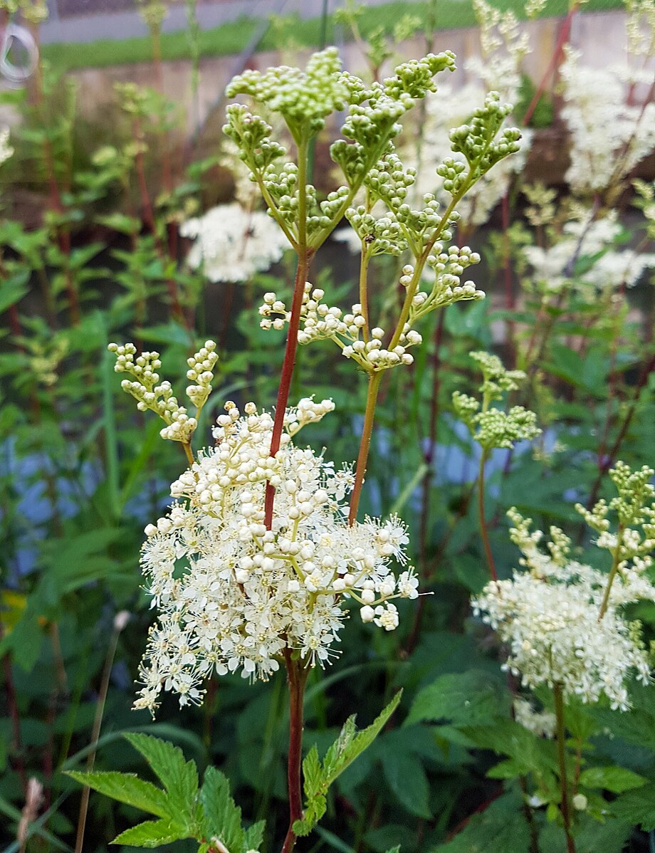 Filipendula ulmaria (queen of the meadow) near stream