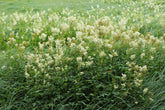 Filipendula ulmaria (queen of the meadow) in field