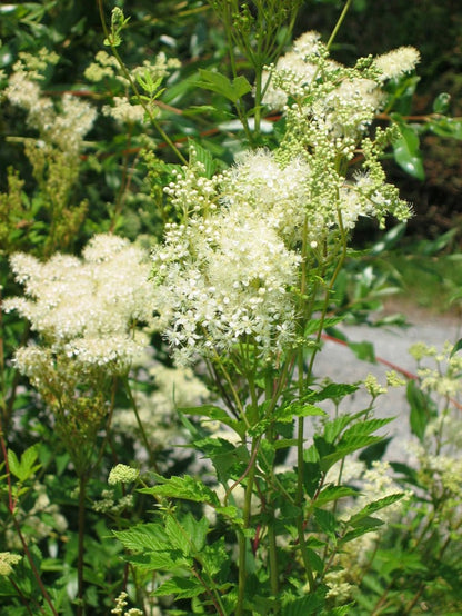 Filipendula ulmaria (queen of the meadow) creamy yellow blooms