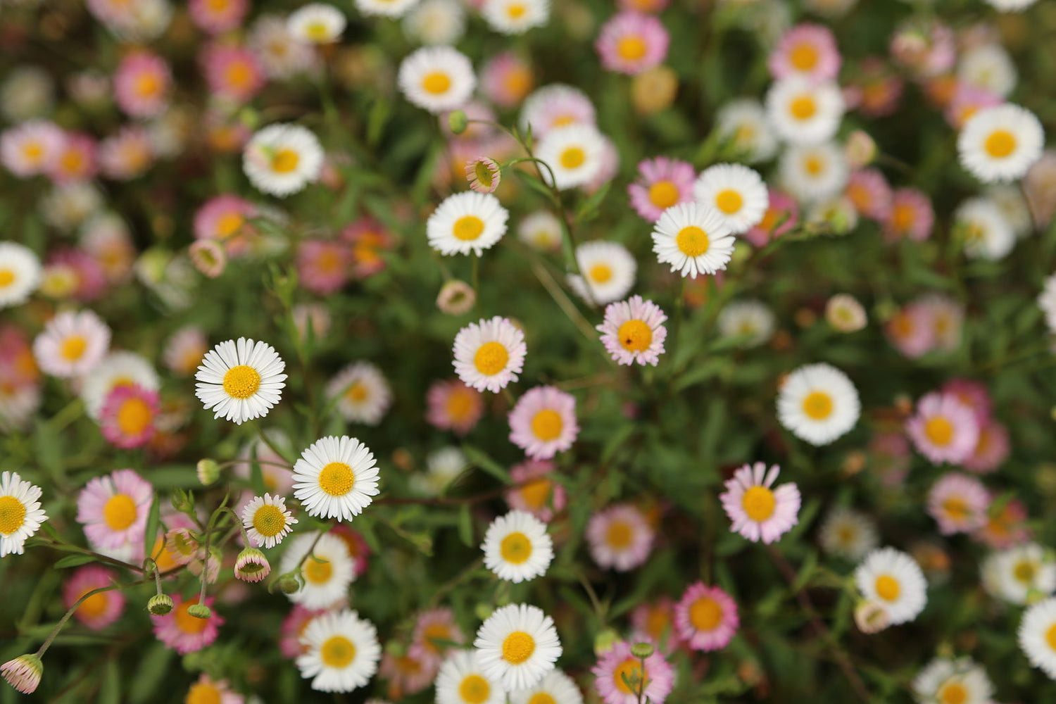 Close-up image of a flowering Erigeron karvinskianus, commonly known as Mexican fleabane, plant with small pink and white flowers and green leaves.