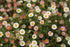Close-up image of a flowering Erigeron karvinskianus, commonly known as Mexican fleabane, plant with small pink and white flowers and green leaves.