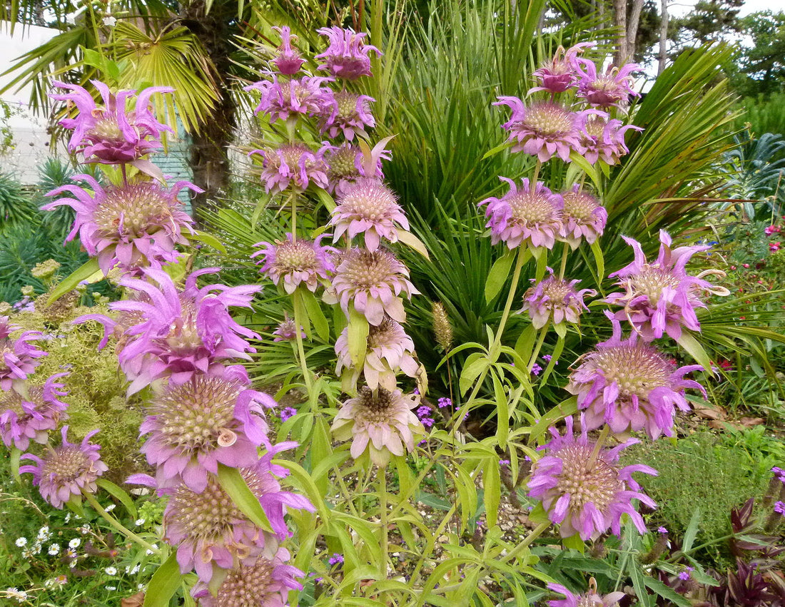 Monarda punctata | spotted bee balm