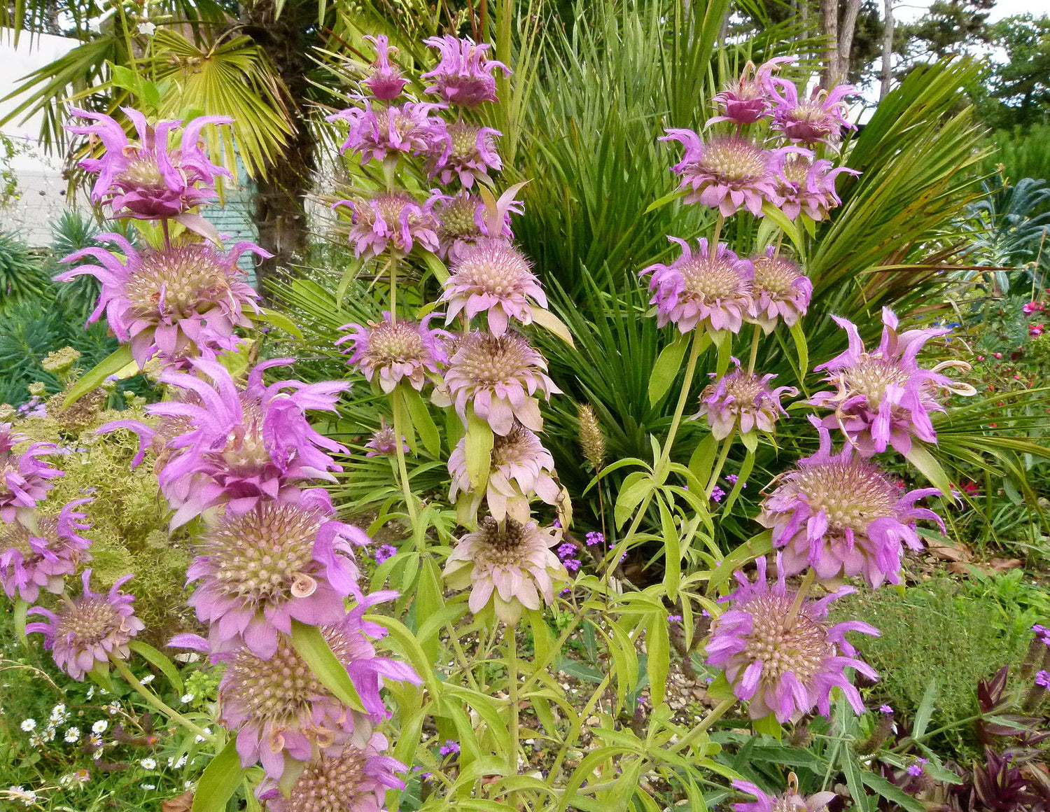 Monarda punctata | spotted bee balm