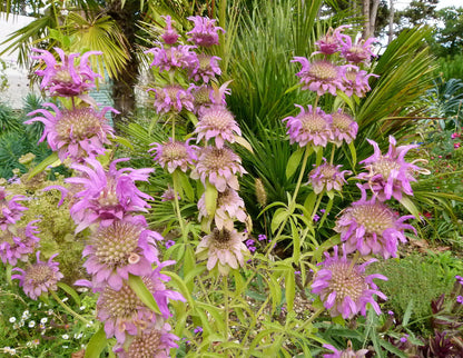 Monarda punctata | spotted bee balm