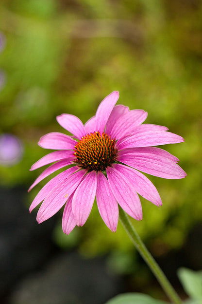 A close-up image of a pink Tennessee coneflower with a blurred green background.