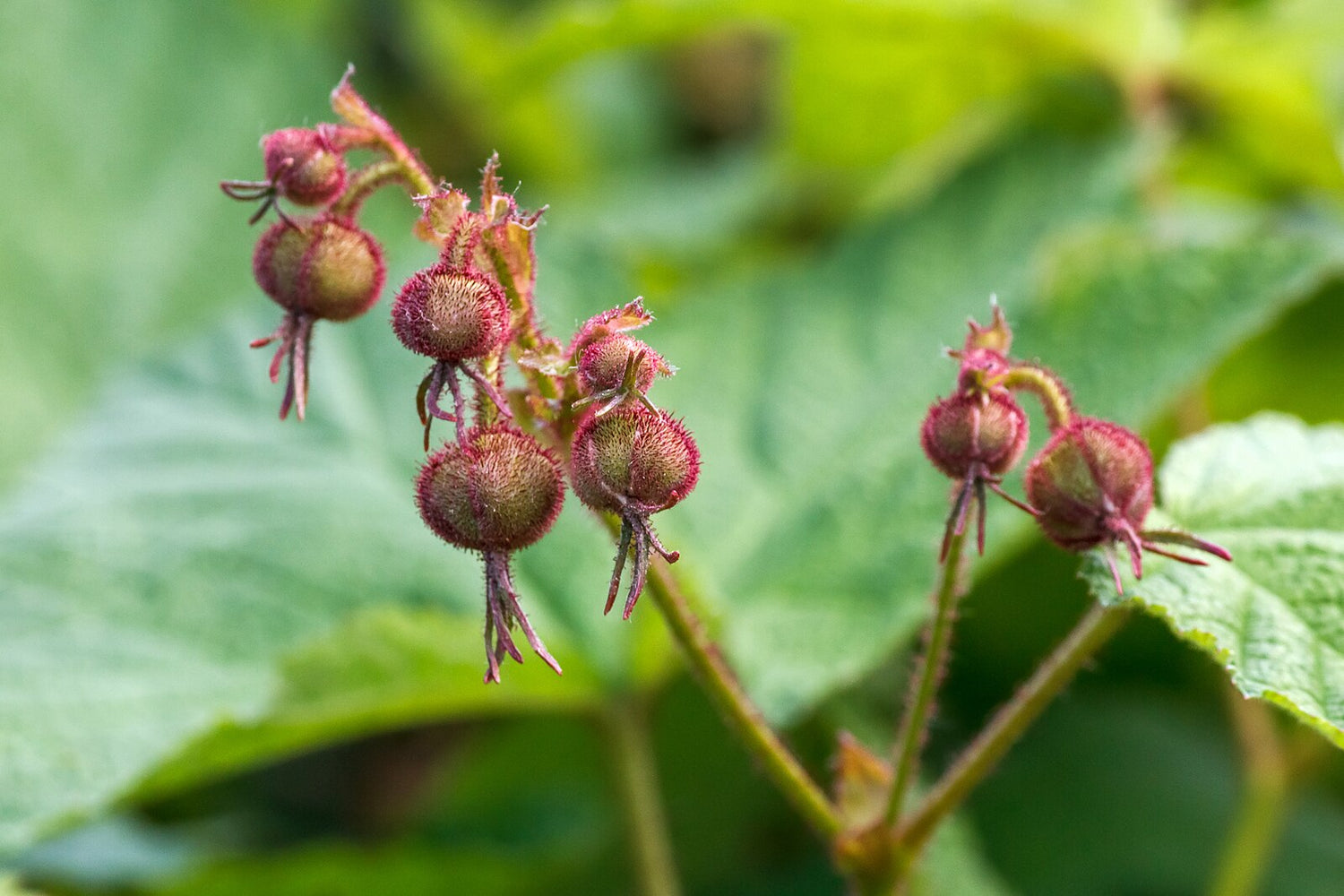 Close-up of a Rubus odoratus, commonly known as purple-flowered raspberry,  plant with red buds and green leaves
