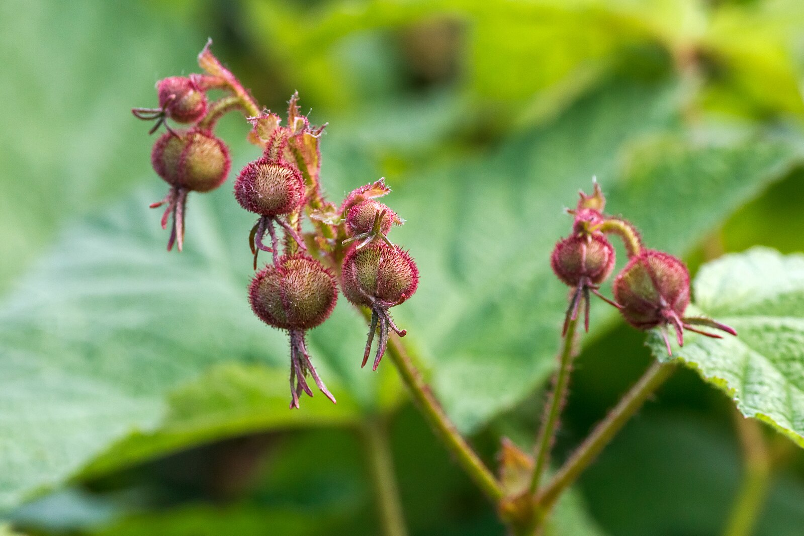Close-up of a Rubus odoratus, commonly known as purple-flowered raspberry,  plant with red buds and green leaves