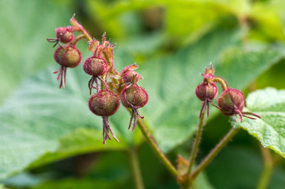 Close-up of a Rubus odoratus, commonly known as purple-flowered raspberry,  plant with red buds and green leaves