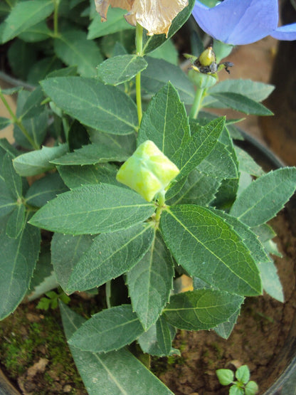 green balloon flower foliage